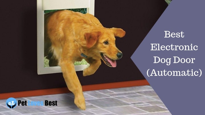 Best Electronic Dog Door (Automatic) Featured Image