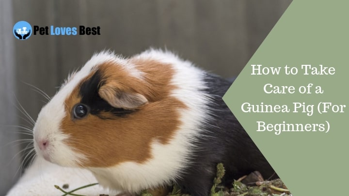 Featured Image How to Take Care of a Guinea Pig (For Beginners)