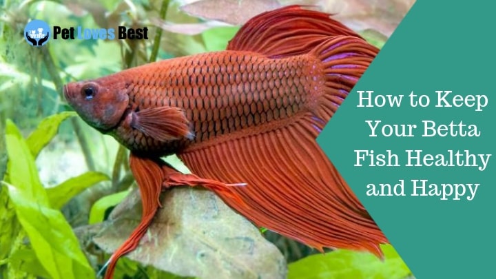 How to Keep Your Betta Fish Healthy and Happy Featured Image