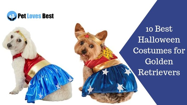 10 Best Halloween Costumes for Golden Retrievers Featured Image