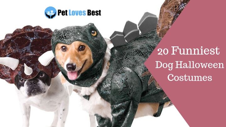 20 Funniest Dog Halloween Costumes Featured Image
