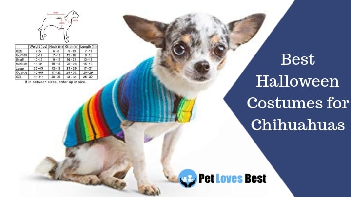 Best Halloween Costumes for Chihuahuas Featured Image
