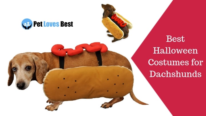 Best Halloween Costumes for Dachshunds Featured Image