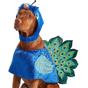California Costumes Peacock Style Dog Outfit