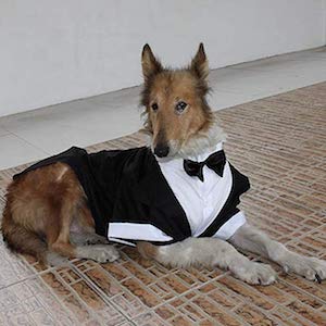 Evursua Tuxedo for Small Dogs