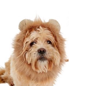 Frisco Lion Mane Dog Costume