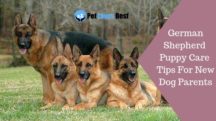 German Shepherd Puppy Care Tips For New Dog Parents Featured Image