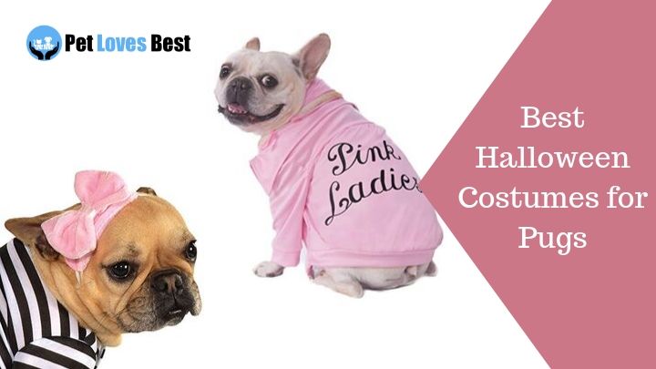 Best Halloween Costumes for Pugs Featured Image