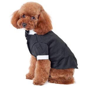 Dog Costumes for Small Dogs