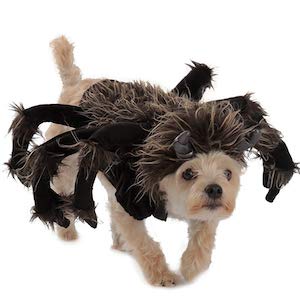 Tarantula dog costume