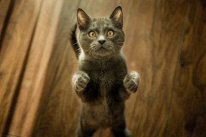 cat standing on her hind legs