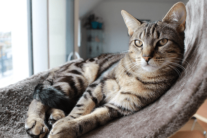 indoor cat flea treatment