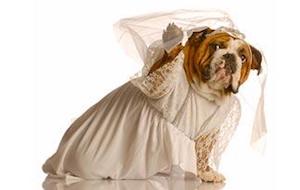 Bride Dress for Dogs