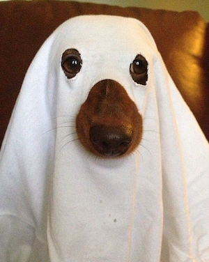 Ghosly Halloween Costume for Dog