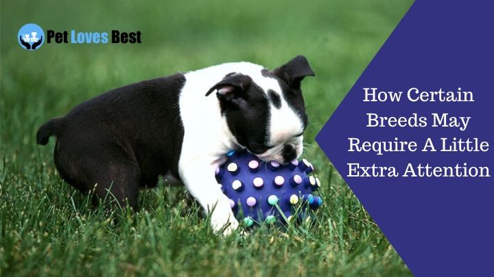 How Certain Breeds May Require A Little Extra Attention Featured Image