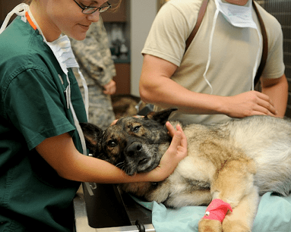 veterinarian as a career option