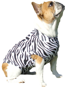 Zebra Halloween costume for dogs