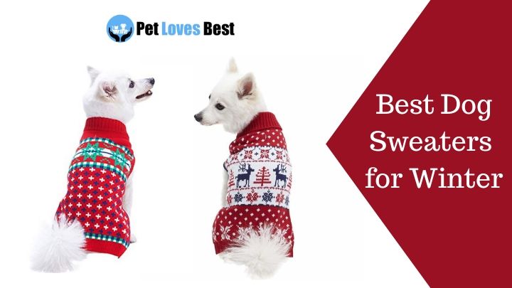 Best Dog Sweaters for Winter Featured Image