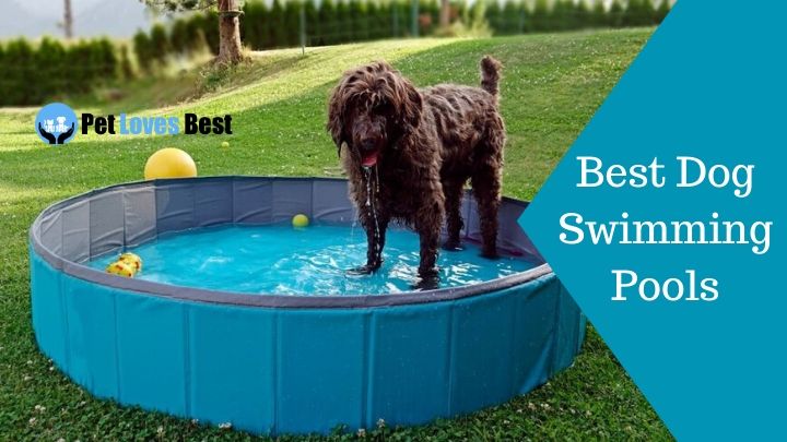Best Dog Swimming Pools Featured Image