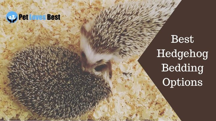Best Hedgehog Bedding Options Featured Image