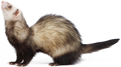 Ferret as a pet