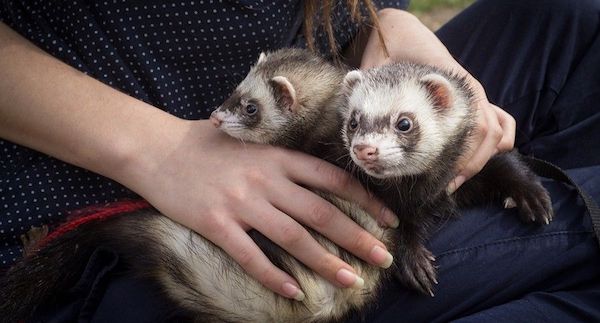 Ferret as pet