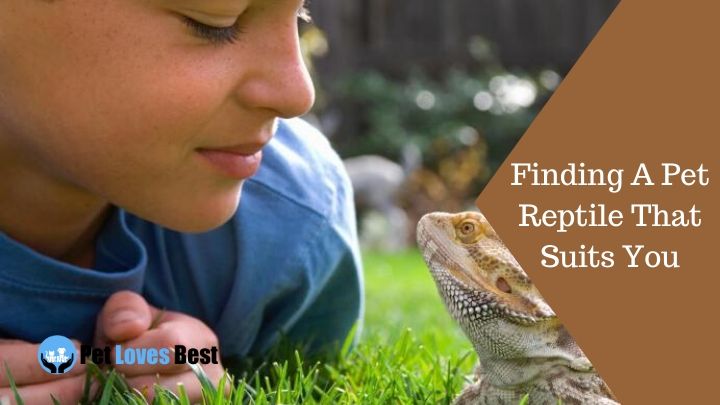 Finding A Pet Reptile That Suits You Featured Image