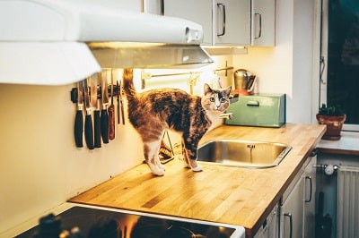 a cat on kitchen platform
