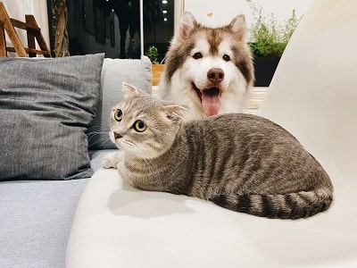 a pet dog and a pet cat
