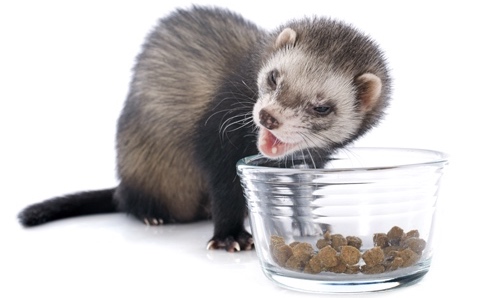 Ferret Food