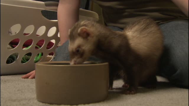 Ferret while eating
