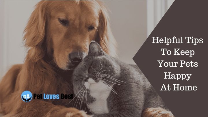 Helpful Tips To Keep Your Pets Happy At Home Featured Image