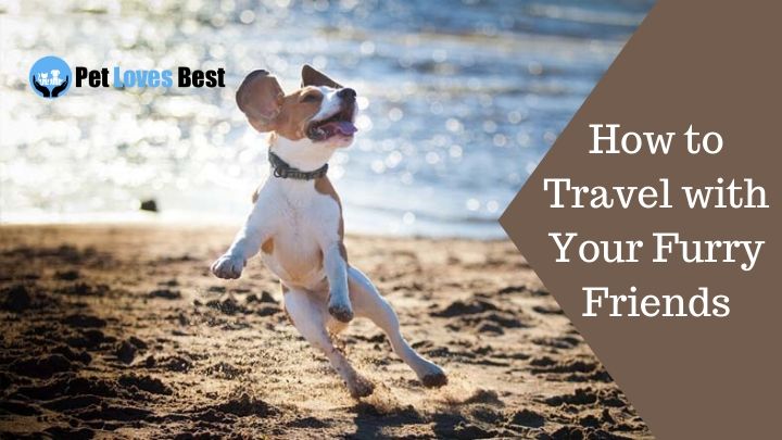 How to Travel with Your Furry Friends Featured Image
