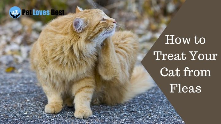How to Treat Your Cat from Fleas Featured Image