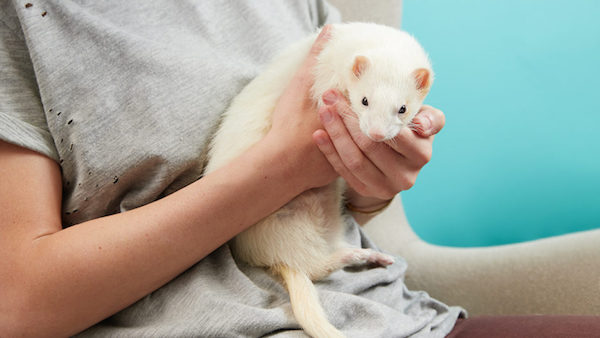 Take Care of Ferrets