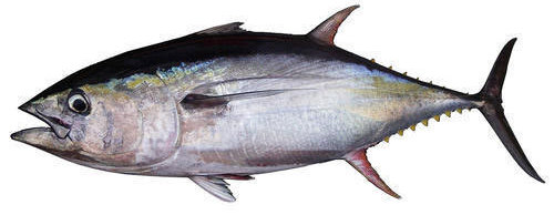 Tuna Fish