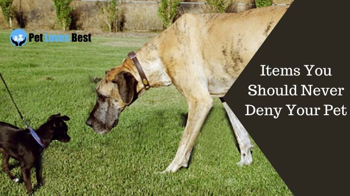 Do Large Breed Dogs Need Special Care Featured Image