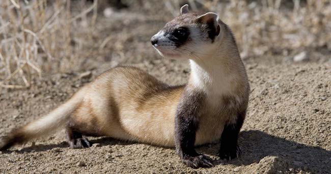 Ferret in wild
