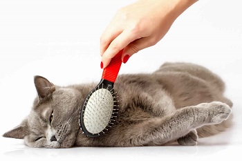 brush your cat