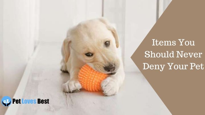 Items You Should Never Deny Your Pet Featured Image