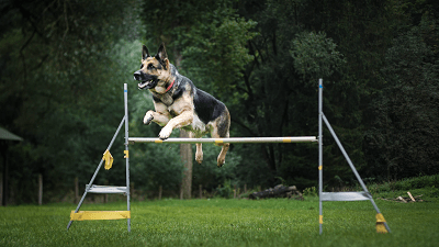 large dogs jumping over a hurdle