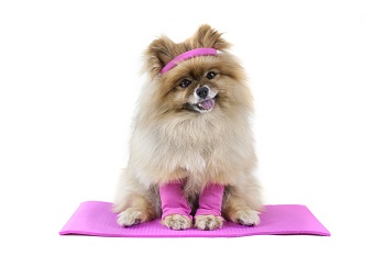 Pomeranian doing yoga