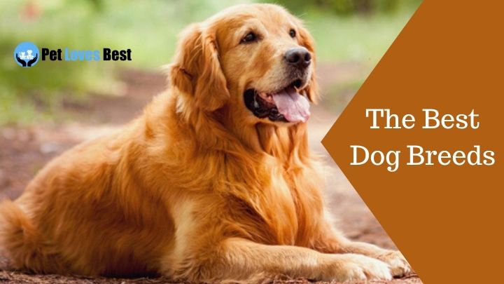 The Best Dog Breeds Featured Image