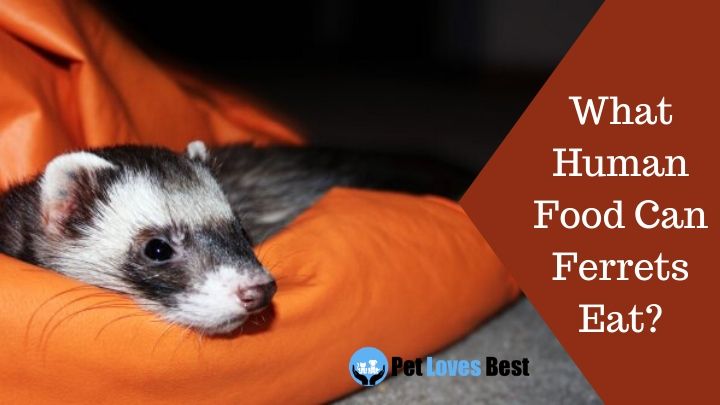 What Human Food Can Ferrets Eat Featured Image