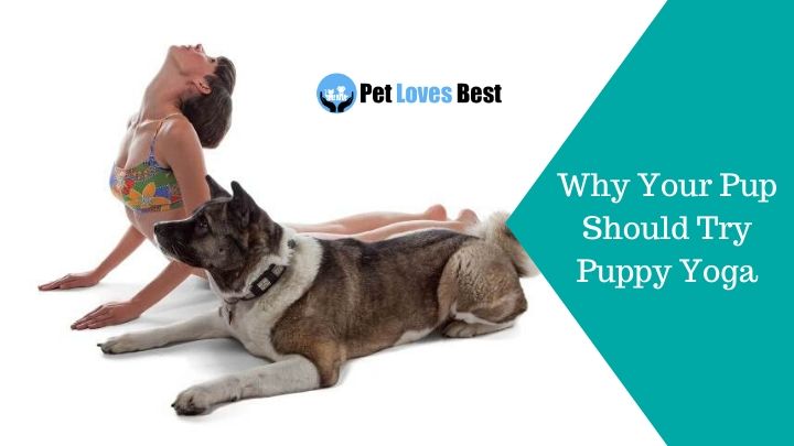 Why Your Pup Should Try Puppy Yoga Featured Image