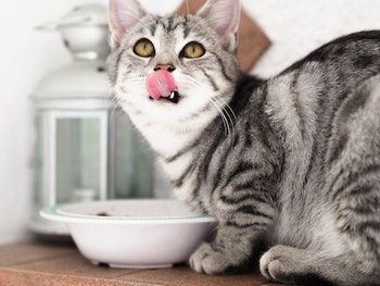 cat eating from his bowl