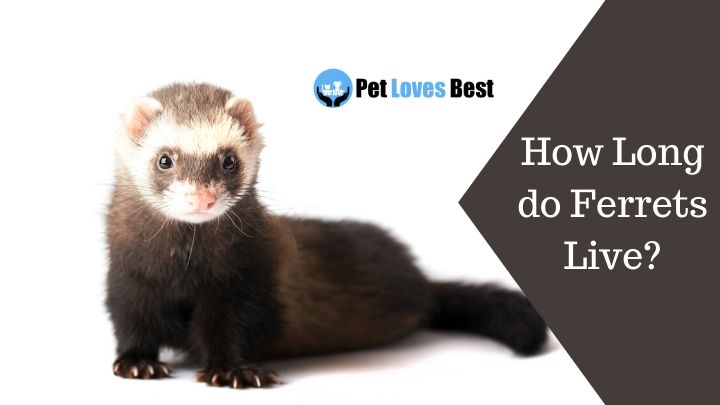 How Long do Ferrets Live Featured Image