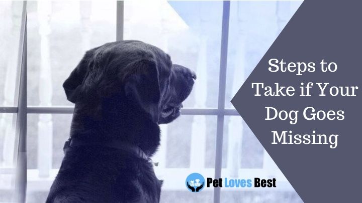 Steps to Take if Your Dog Goes Missing Featured Image