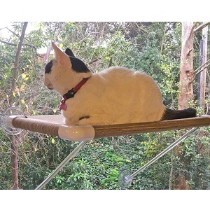 Ultimate Cat Perch The No Hanging Wires