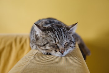 A cat sleeping on a sofa